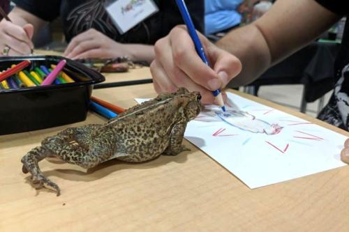Live-frog-moves-closer-to-kid-as-he-draws